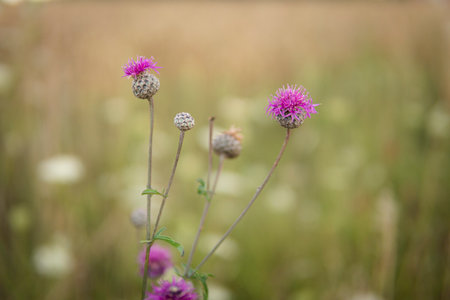 detail of natural herbs with purple flowers growing in the fieldsの写真素材