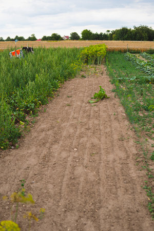 different vegetables growing in the fieldの写真素材