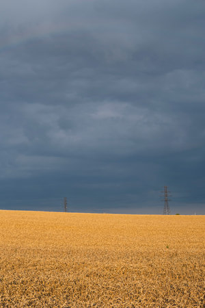 dark clouds over fields full of gold wheat during summer seasonの写真素材