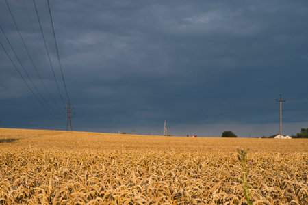 dark clouds over fields full of gold wheat during summer seasonの写真素材