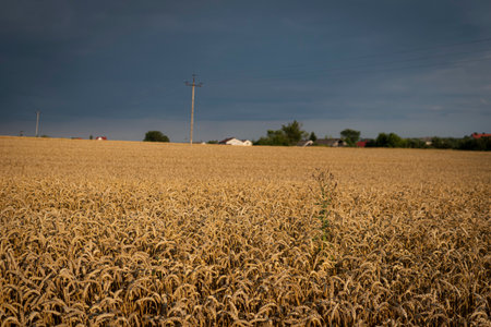dark clouds over fields full of gold wheat during summer seasonの写真素材