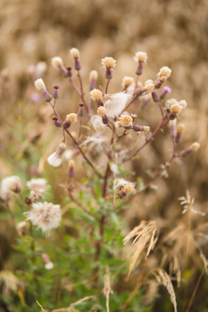 detail of natural herbs with flowers growing in the fieldsの写真素材