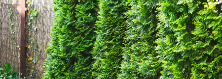 Detail of thuja growing in a gardenの写真素材
