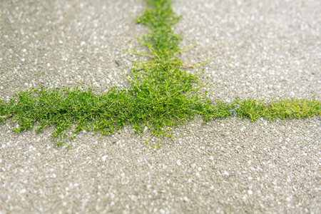 detail of small weeds growing between pieces of paving stonesの写真素材