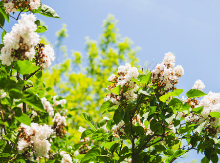 Detail of lilac with white flowers over blue skyの写真素材