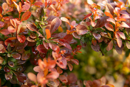 detail of plant in red color with water drops on their leavesの写真素材
