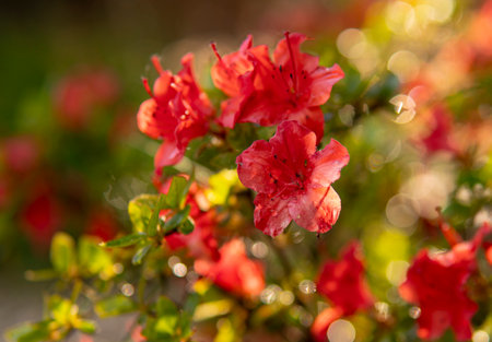 detail of red flowers with water drops on their leavesの写真素材