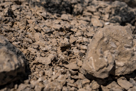 Small grasshopper in limestone rock during summer in Croatiaの写真素材