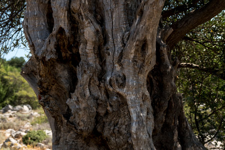 close-up of shoulder of an old olive tree in mediterranean regionの写真素材