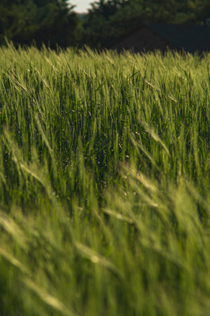 Landscape with rye growing in a field during early summer