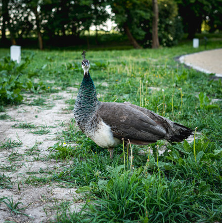 Detail of a female peacock standing on a grassの写真素材