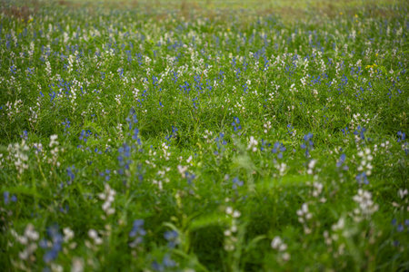 Lupinus perennial plants growing in the field during early summerの写真素材