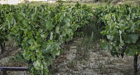 Landscape showing a grape plantation on the island of Crete during summerの写真素材