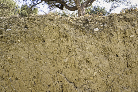 Detail of soil under olive trees plantation in Greece