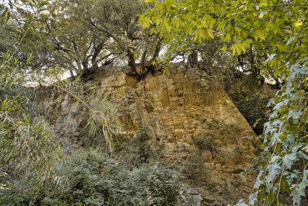 Trees growing on a bottom of an empty river valley in topolia gorge during summer seasonの写真素材