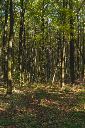 Forest during sunny day on the beginning of fall seasonの写真素材