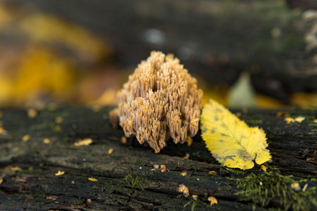 Close up of Ramaria aurea which is a coral mushroom from the family Gomphaceae growing on the ground...
