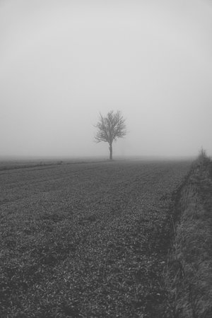 Landscape with a single tree growing between the fields during foggy day in snowless winterの写真素材