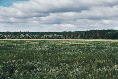 Landscape with a meadow in front of forest during summer season