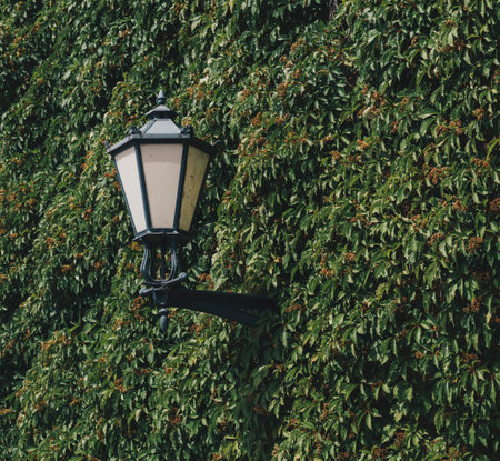 Street lamp next to a wall completely covered with green ivyの写真素材