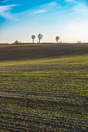 Spring landscape at sunset with fields where wheat is beginning to growの写真素材