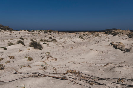 Individual pioneer plants on a sandy site located on the Mediterranean coastの写真素材