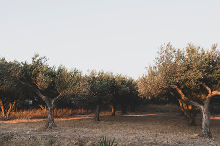 Olive trees growing in orchard among othersの写真素材