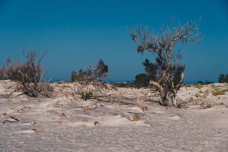 Withered small cypress trees in sandy terrain with single rocksの写真素材