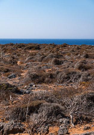 Landscape with shrubby Mediterranean vegetation in a type of macchia on the Greek island of Creteの写真素材