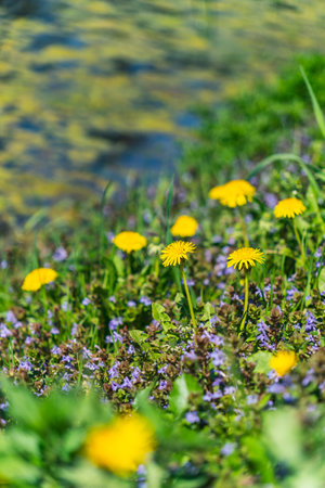 Close-up of spring flowers on the lake shoreの写真素材