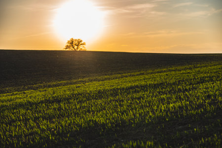 Spring landscape at sunset with fields where wheat is beginning to growの写真素材