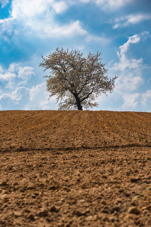 Single tree covered with flowers on a hill in a plowed fieldの写真素材