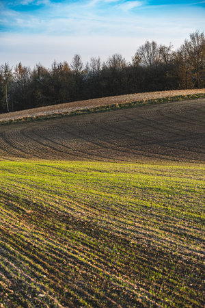 Spring landscape at sunset with fields where wheat is beginning to growの写真素材