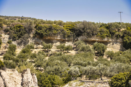 Typical mediterranean landscape with some olive trees and different kind of shrubs and bushesの写真素材