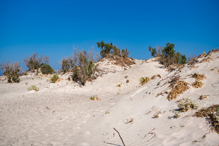 Individual pioneer plants on a sandy site located on the Mediterranean coastの写真素材