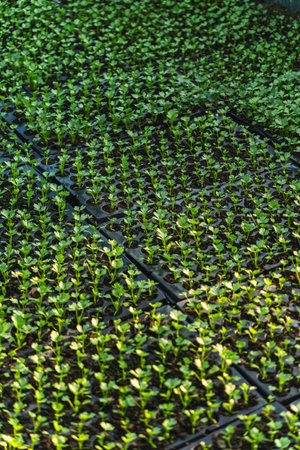 A huge number of small green seedlings of various plants growing in the greenhouseの写真素材