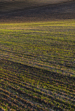 Spring landscape at sunset with fields where wheat is beginning to growの写真素材