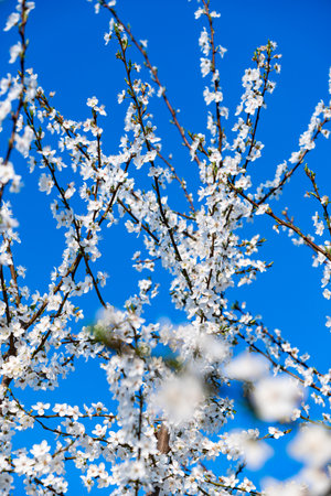 detail of white flowers blooming on tree branches during beginning of spring seasonの写真素材