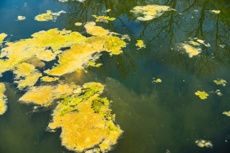 Close-up of greenish algae on the lake surfaceの写真素材