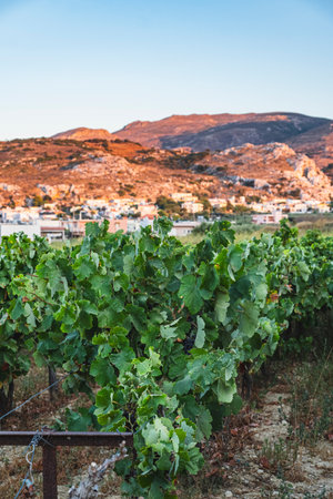 Landscape with vineyards against a backdrop of mountains illuminated by the setting sun during the eveningの写真素材