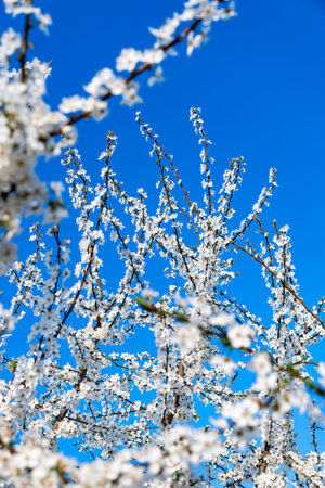 detail of white flowers blooming on tree branches during beginning of spring seasonの写真素材