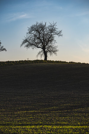 Spring landscape at sunset with fields where grain is beginning to growの写真素材