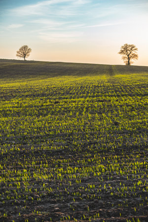 Spring landscape at sunset with fields where wheat is beginning to growの写真素材