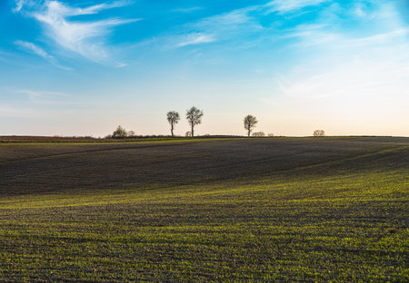 Spring landscape at sunset with fields where wheat is beginning to growの写真素材