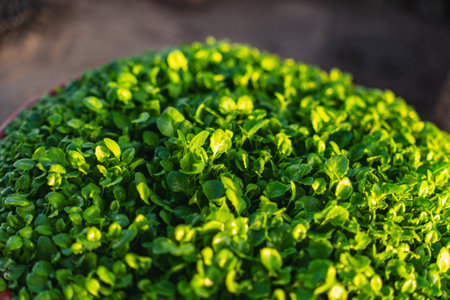 Close-up of tightly planted small green seedlings of various plants growing in the greenhouseの写真素材