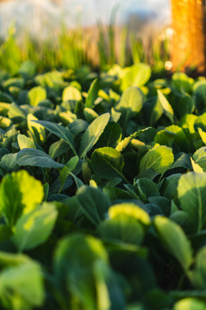 Close-up of tightly planted small green seedlings of various plants growing in the greenhouseの写真素材