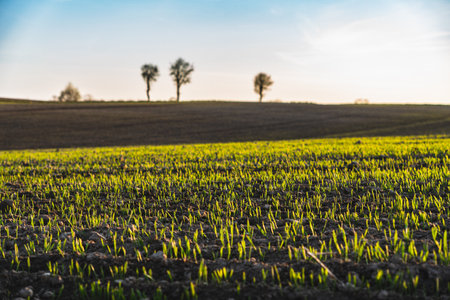 Spring landscape at sunset with fields where wheat is beginning to grow