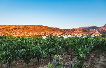 Landscape with vineyards against a backdrop of mountains illuminated by the setting sun during the eveningの写真素材