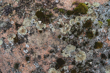 Close-up of mosses and lichens growing on the stoneの写真素材