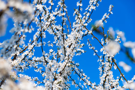 detail of white flowers blooming on tree branches during beginning of spring seasonの写真素材